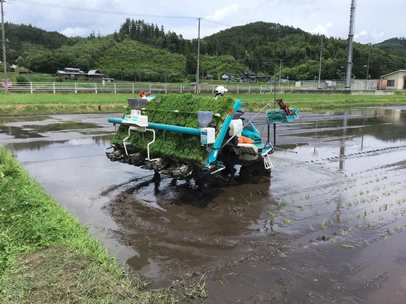 �c�A���̗l�q